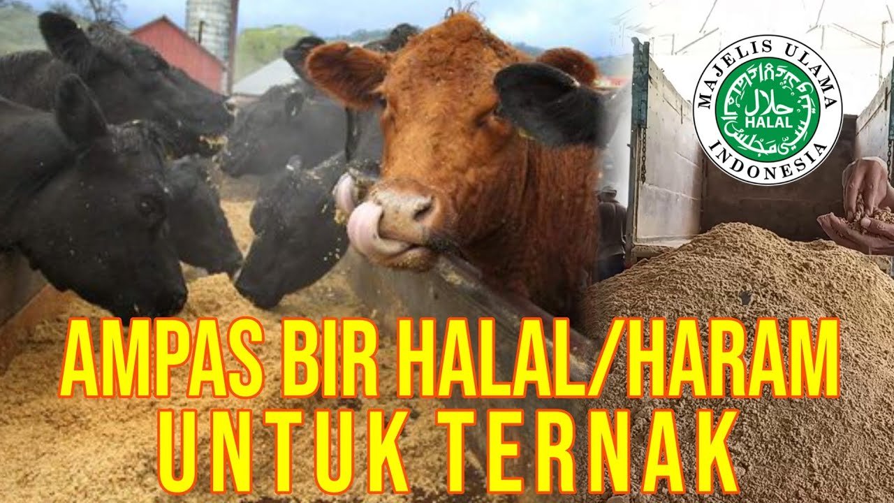 
                                 Ampas-Bir-Pakan-Sapi-Halal-Atau-Haram